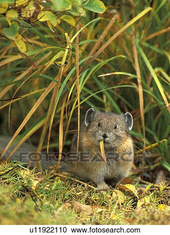 Stock Image - edith, paradise, look, ochotona, national, wildlife. Fotosearch