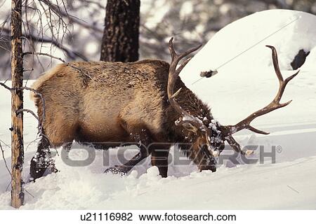 elk, cervus, food, digging, bull View Large Photo Image Stock Image - elk, cervus, food, digging, bull. Fotosearch