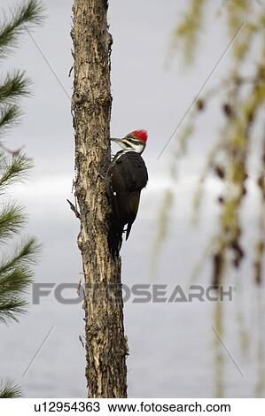 emily, woodpecker, tree, pileatus, dryocopus, pileated View Large Photo Image Stock Image - emily, woodpecker, tree, pileatus, dryocopus, pileated. Fotosearch