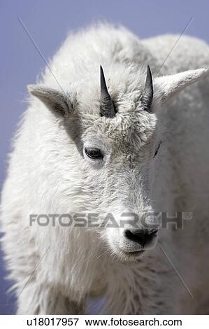 Stock Photo - evans, goat, mt, mount, yearlaing, mountain. Fotosearch
