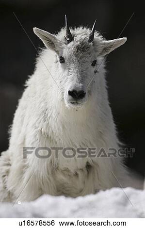 Stock Photograph - evans, goat, mt, mount, yearling, mountain. Fotosearch