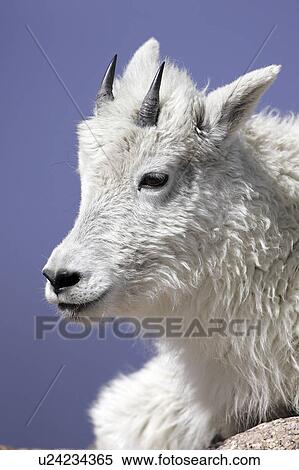 evans, goat, mt, mount, yearling, mountain View Large Photo Image Stock Photography - evans, goat, mt, mount, yearling, mountain. Fotosearch