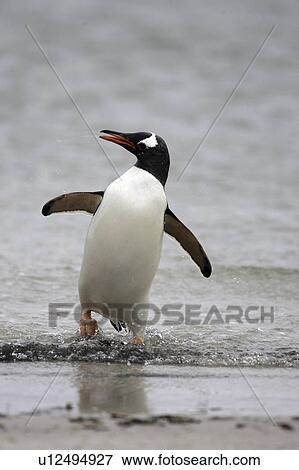 Stock Photo - falkland, penguin, water, out, coming, gentoo. Fotosearch
