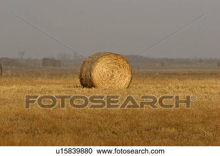 fall, round, foggy, bale, hay, sunlight View Large Photo Image Stock Image - fall, round, foggy, bale, hay, sunlight. Fotosearch