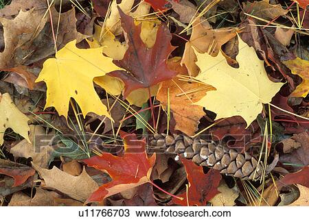 Stock Image - fall, tree, leaves, vt, england. Fotosearch