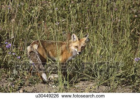 Stock Photograph - fallen, fox, road, creek, harold, red. Fotosearch
