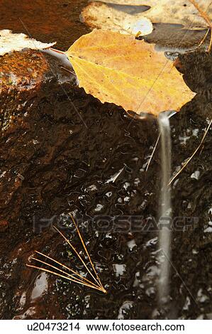 falling, leaves, autumn, fallen, water View Large Photo Image Picture - falling, leaves, autumn, fallen, water. Fotosearch