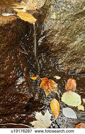 Stock Photo - falling, leaves, autumn, fallen, water. Fotosearch