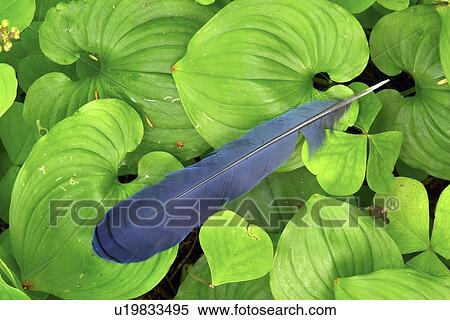 false, stellers, resting, feather, jay, blue View Large Photo Image Stock Photography - false, stellers, resting, feather, jay, blue. Fotosearch