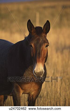farm, pasture, canada, alberta, southwestern, mule View Large Photo Image Stock Image - farm, pasture, canada, alberta, southwestern, mule. Fotosearch