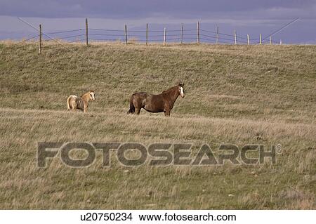 Picture - farm, pasture, canada, saskatchewan, scenic, horse. Fotosearch