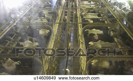 farms, milking, dairy, abel, process, cows View Large Photo Image Stock Photo - farms, milking, dairy, abel, process, cows. Fotosearch
