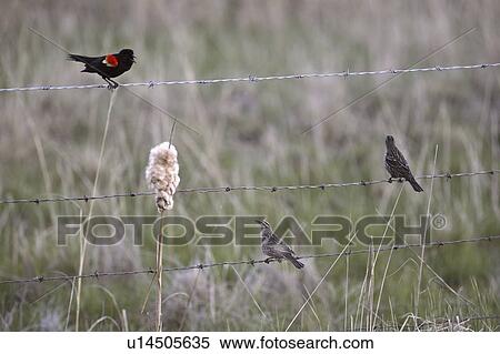 females, redwinged, two, courting, blackbird, male View Large Photo Image Stock Photography - females, redwinged, two, courting, blackbird, male. Fotosearch
