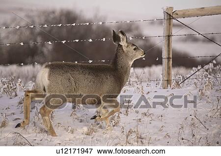 fence, deer, barbedwire, running, doe, mule View Large Photo Image Stock Photo - fence, deer, barbedwire, running, doe, mule. Fotosearch