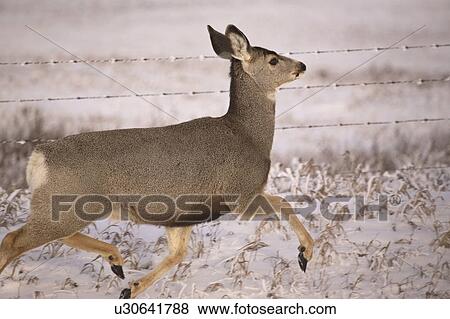 Stock Photo - fence, deer, barbedwire, running, doe, mule. Fotosearch