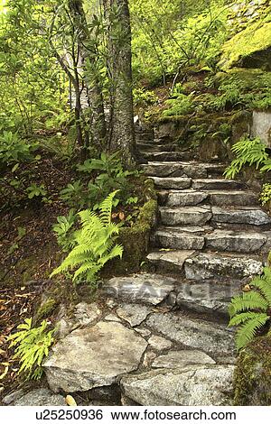 Stock Photograph - ferns, stairs, trees, through, climbing, stone. Fotosearch
