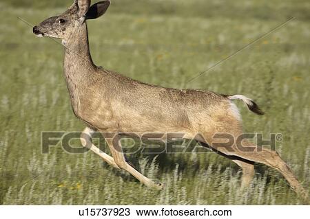 field, deer, through, running, doe, mule View Large Photo Image Stock Image - field, deer, through, running, doe, mule. Fotosearch