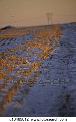 Stock Image - field, light, stubble, sun, setting, low. Fotosearch