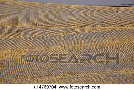 field, lighting, stubble, covered, snow, low View Large Photo Image Picture - field, lighting, stubble, covered, snow, low. Fotosearch