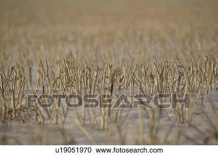 field, lighting, stubble, covered, snow, low View Large Photo Image Stock Image - field, lighting, stubble, covered, snow, low. Fotosearch