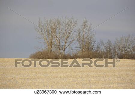 field, lighting, stubble, covered, snow, low View Large Photo Image Stock Image - field, lighting, stubble, covered, snow, low. Fotosearch