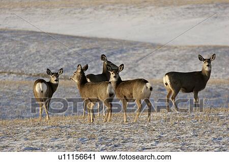Stock Image - field, mule, stubble, snowcovered, deer, five. Fotosearch