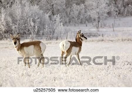Stock Photography - field, pronghorn, covered, frost, antelopes, two. Fotosearch