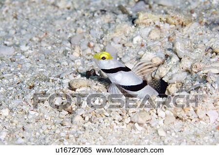 Stock Photography - fish, shrimp, nosed, yellow, goby, yellownose. Fotosearch