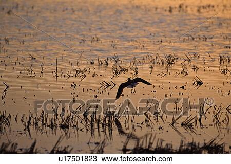 Stock Image - flooded, sun, shorebirds, up, lighting, setting. Fotosearch