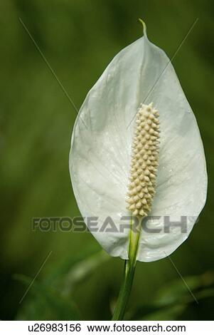 Stock Photograph - floral, anthurium, large, tropical, flower, white. Fotosearch