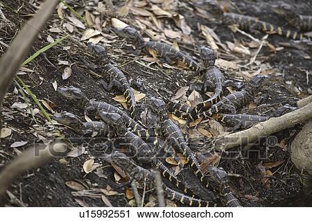 Stock Image - florida, alligators, park, state, myaka, young. Fotosearch