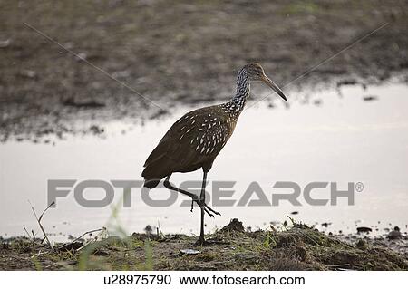 florida, blackcrowned, scenic, heron, night, immature View Large Photo Image Stock Image - florida, blackcrowned, scenic, heron, night, immature. Fotosearch