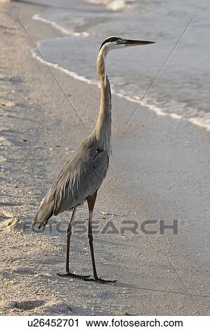 florida, blue, scenic, shore, heron, great View Large Photo Image Stock Image - florida, blue, scenic, shore, heron, great. Fotosearch