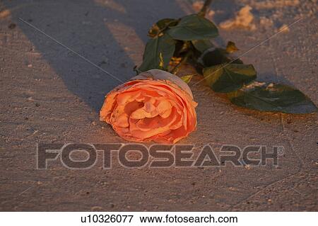 florida, colored, scenic, beach, rose, orange View Large Photo Image Stock Photo - florida, colored, scenic, beach, rose, orange. Fotosearch