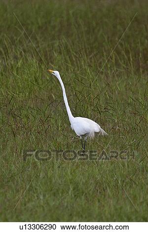 florida, egret, scenic, outstretched, neck, great View Large Photo Image Stock Image - florida, egret, scenic, outstretched, neck, great. Fotosearch