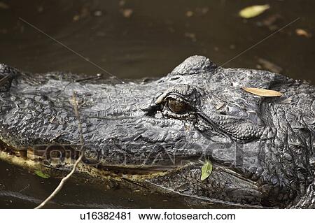 florida, pond, park, state, myaka, alligator View Large Photo Image Stock Image - florida, pond, park, state, myaka, alligator. Fotosearch
