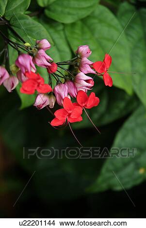 flower, bloom, beauty, flora, plant View Large Photo Image Picture - flower, bloom, beauty, flora, plant. Fotosearch