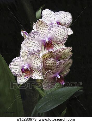 flower, bloom, beauty, flora, plant View Large Photo Image Stock Image - flower, bloom, beauty, flora, plant. Fotosearch