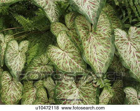 flower, bloom, beauty, flora, plant View Large Photo Image Stock Photo - flower, bloom, beauty, flora, plant. Fotosearch