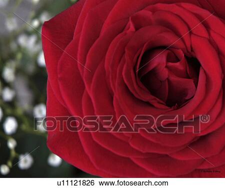 flower, bloom, beauty, flora, plant View Large Photo Image Stock Photograph - flower, bloom, beauty, flora, plant. Fotosearch