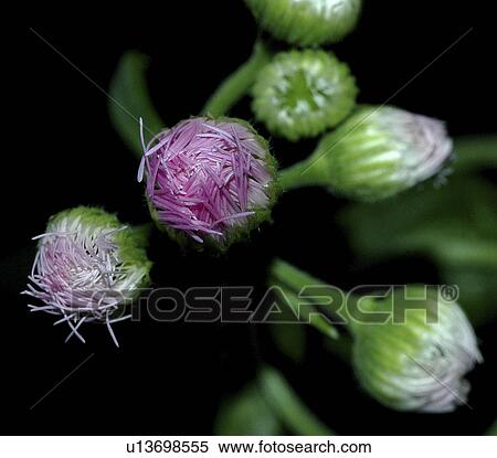 flower, fleabane, wild, buds, wildflower, common View Large Photo Image Stock Photography - flower, fleabane, wild, buds, wildflower, common. Fotosearch