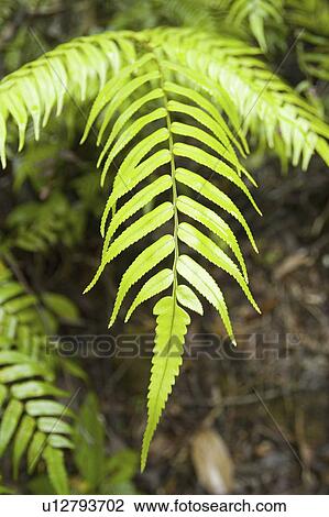 flowers, fern, environment, forrest, rain, fishbone View Large Photo Image Stock Image - flowers, fern, environment, forrest, rain, fishbone. Fotosearch