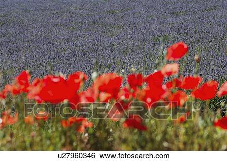 Stock Photograph - flowers, field, lavender, front, poppy. Fotosearch