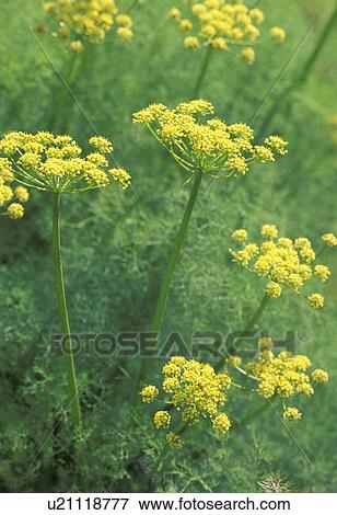 flowers, parsley, spring, washington, wahkiacus, desert View Large Photo Image Stock Photo - flowers, parsley, spring, washington, wahkiacus, desert. Fotosearch