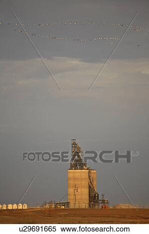 flying, grain, geese, snow, terminal, herbert View Large Photo Image Stock Photography - flying, grain, geese, snow, terminal, herbert. Fotosearch
