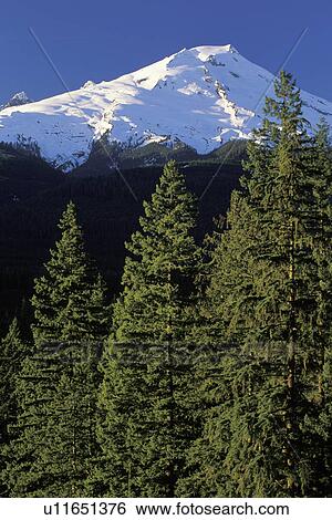 forest, mountain, wa, mt, snow, majestic View Large Photo Image Stock Photograph - forest, mountain, wa, mt, snow, majestic. Fotosearch