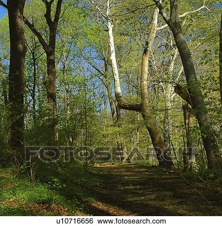 Stock Photograph - forest, path, states, united, eastern, wood. Fotosearch