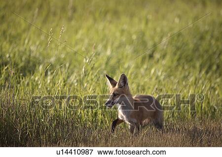 Stock Photo - fox, road, country, saskatchewan, young. Fotosearch