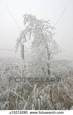 frost, icy, ground, fence, hoar View Large Photo Image Stock Image - frost, icy, ground, fence, hoar. Fotosearch