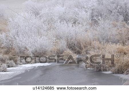 frostcovered, frozen, grasses, trees, hoar View Large Photo Image Stock Photography - frostcovered, frozen, grasses, trees, hoar. Fotosearch